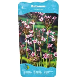 Butomus umballatus P9C0.5