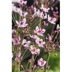 Butomus umballatus P9C0.5