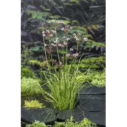 Butomus umballatus P9C0.5