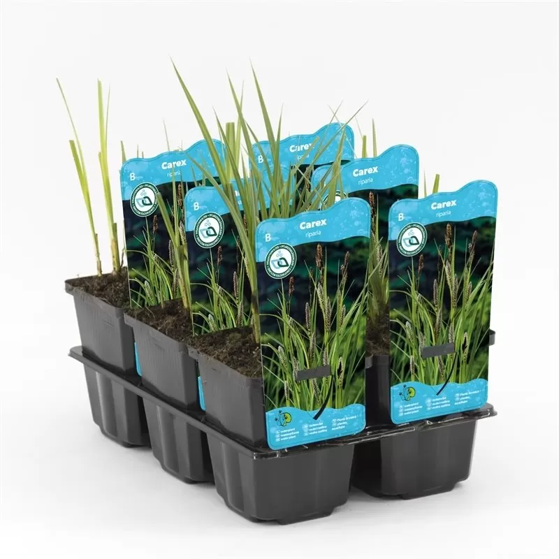 Carex riparia P9C0.5