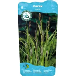 Carex riparia P9C0.5