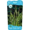 Carex riparia P9C0.5
