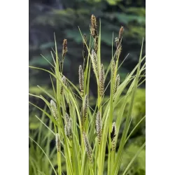 Carex riparia P9C0.5