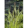 Carex riparia P9C0.5