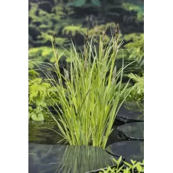 Carex riparia P9C0.5