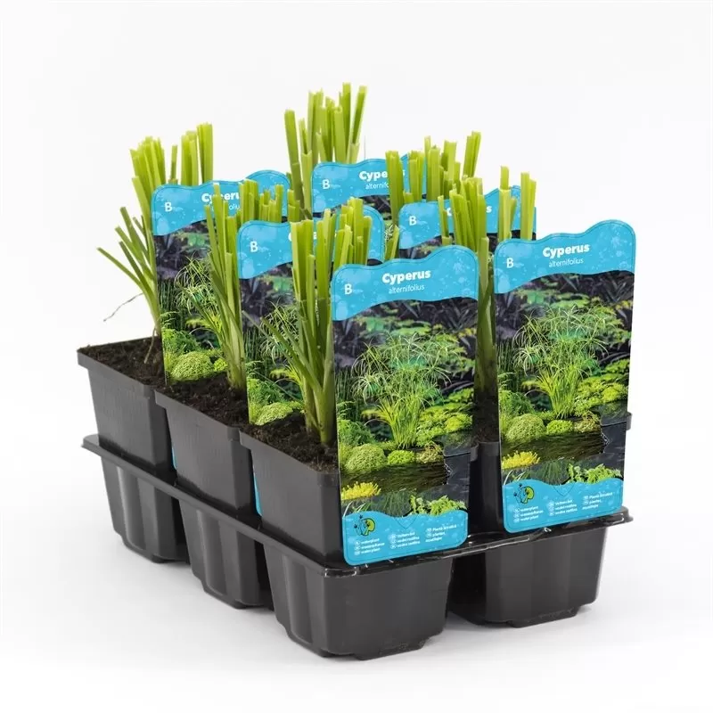 Cyperus alternifolius P9C0.5