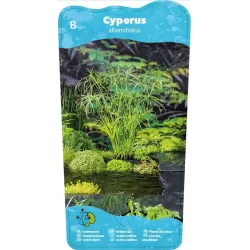 Cyperus alternifolius P9C0.5