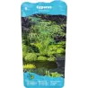 Cyperus alternifolius P9C0.5