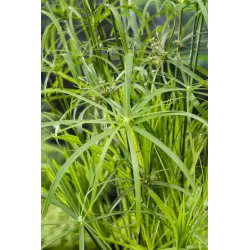 Cyperus alternifolius P9C0.5