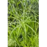 Cyperus alternifolius P9C0.5