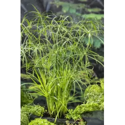 Cyperus alternifolius P9C0.5