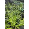 Cyperus alternifolius P9C0.5