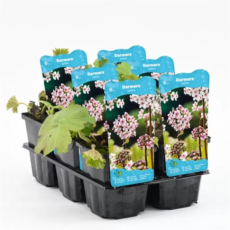 Darmera peltata P9C0.5