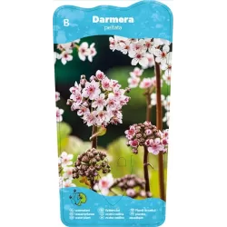 Darmera peltata P9C0.5