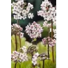 Darmera peltata P9C0.5