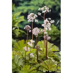 Darmera peltata P9C0.5