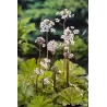 Darmera peltata P9C0.5