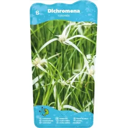 Dichromena colorata P9C0.5
