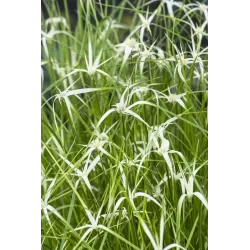 Dichromena colorata P9C0.5