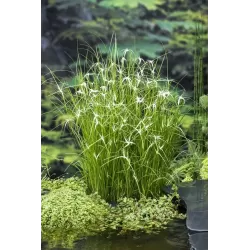 Dichromena colorata P9C0.5