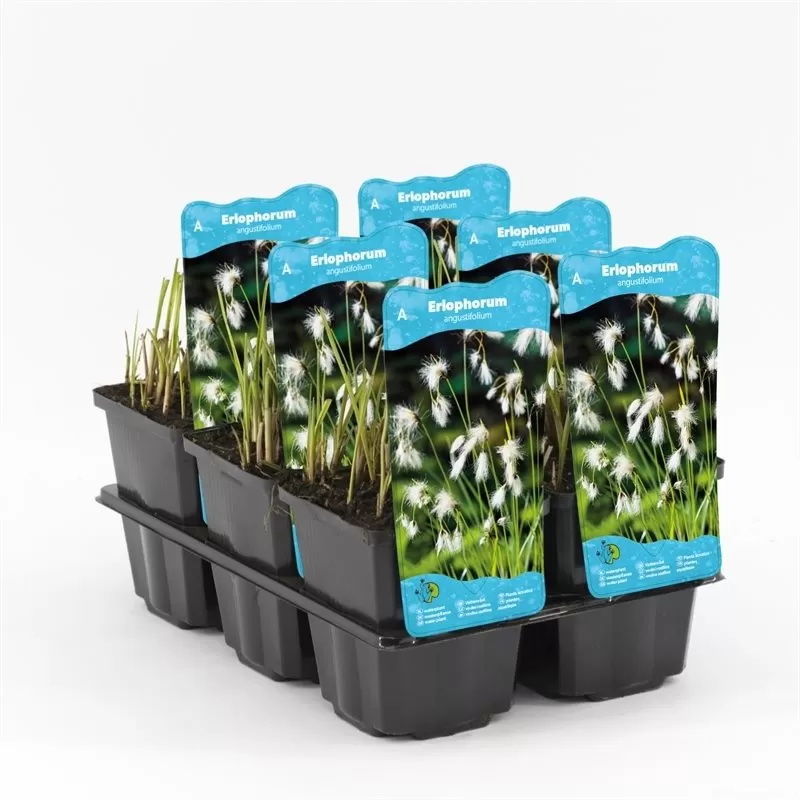 Eriophorum angustifolium P9C0.5