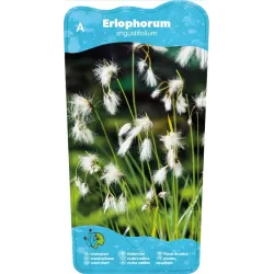 Eriophorum angustifolium P9C0.5