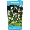 Eriophorum angustifolium P9C0.5