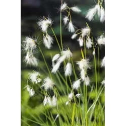 Eriophorum angustifolium P9C0.5