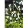 Eriophorum angustifolium P9C0.5