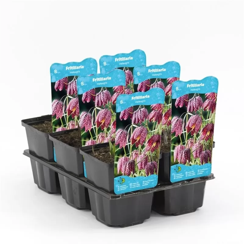 Fritillaria meleagris P9C0.5