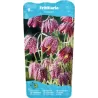 Fritillaria meleagris P9C0.5