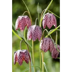 Fritillaria meleagris P9C0.5