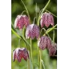 Fritillaria meleagris P9C0.5