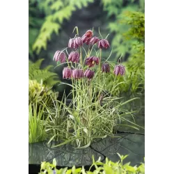 Fritillaria meleagris P9C0.5