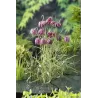Fritillaria meleagris P9C0.5