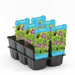 Geranium palustris P9C0.5