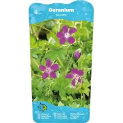 Geranium palustris P9C0.5