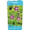 Geranium palustris P9C0.5