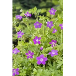 Geranium palustris P9C0.5