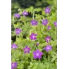 Geranium palustris P9C0.5