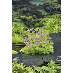 Geranium palustris P9C0.5