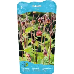 Geum rivale P9C0.5