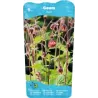 Geum rivale P9C0.5