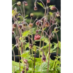 Geum rivale P9C0.5