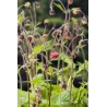 Geum rivale P9C0.5