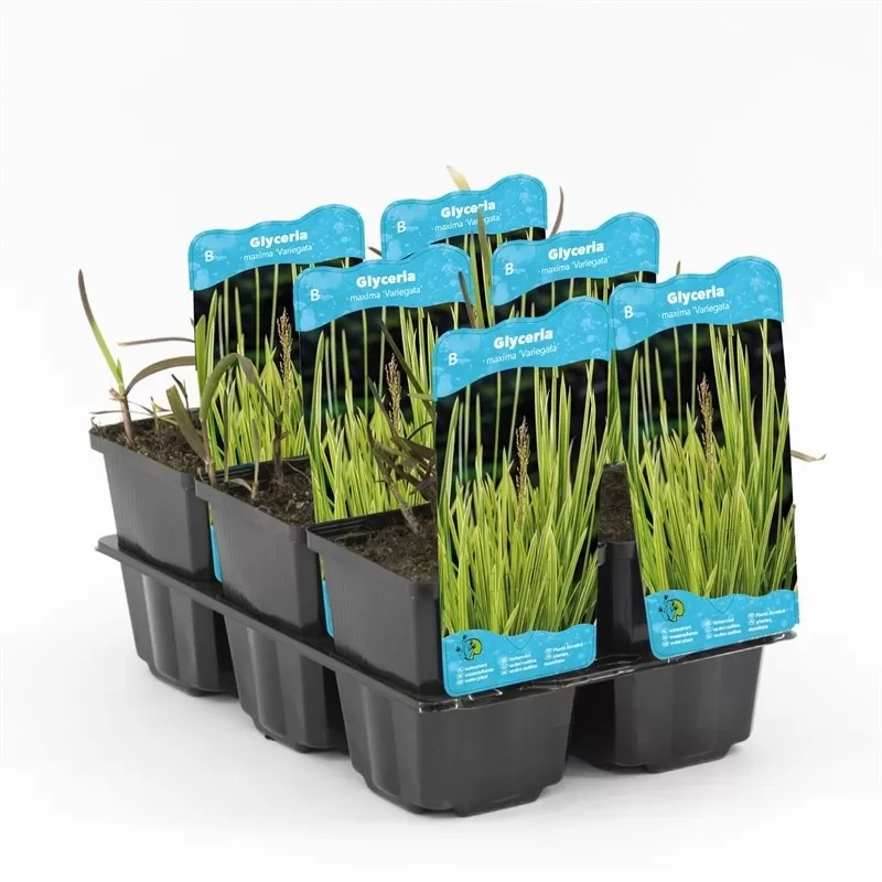 Glyceria maxima Variegata P9C0.5