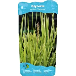 Glyceria maxima Variegata P9C0.5