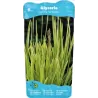 Glyceria maxima Variegata P9C0.5