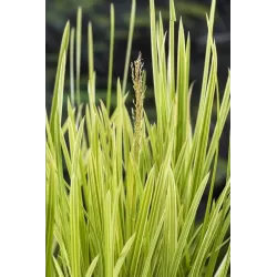 Glyceria maxima Variegata P9C0.5
