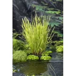 Glyceria maxima Variegata P9C0.5